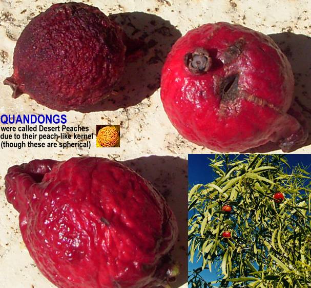 Yummo! Check out this delicious Quandong (Australian Native Desert Peach) Aussie Bush Tucker Jam! AWESOME!!!